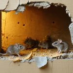 souris dans les murs