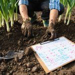 quand planter les poireaux