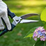 hortensia comment tailler