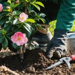 camelias