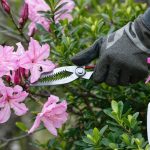 comment tailler laurier rose