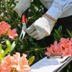 comment tailler un laurier rose