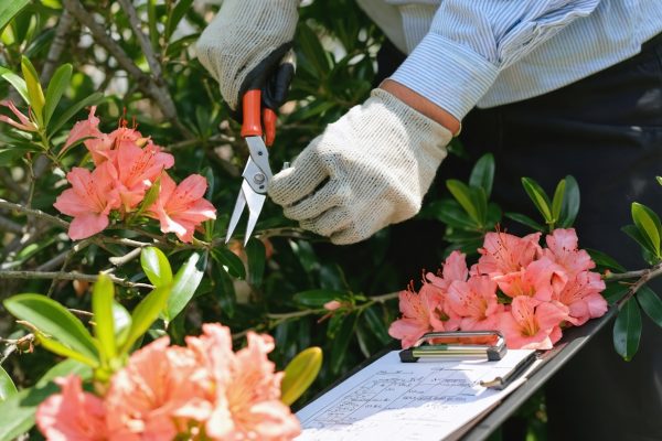 comment tailler un laurier rose