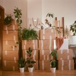 A room filled with lots of boxes and plants